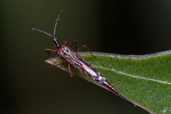 Thysanoptera