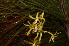 Dipodium hamiltonianum