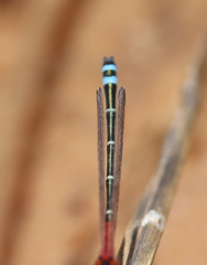 Xanthagrion erythroneurum