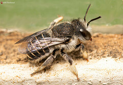 Pseudoanthidium repetitum