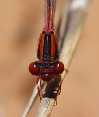 Xanthagrion erythroneurum