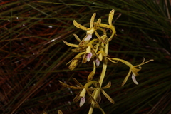 Dipodium hamiltonianum