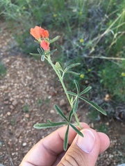 Sphaeralcea digitata