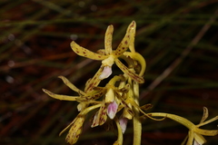 Dipodium hamiltonianum