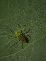 Astilodes