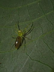Astilodes
