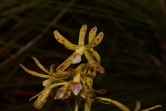 Dipodium hamiltonianum