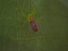 Astilodes