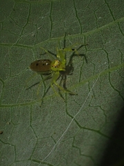 Astilodes