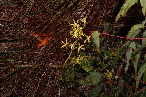 Image of Dipodium hamiltonianum by (c) Greg Tasney, some rights reserved (CC BY-SA)