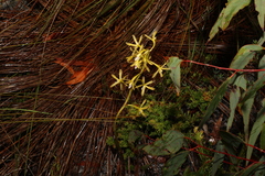 Dipodium hamiltonianum
