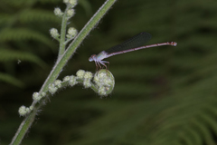 Ceriagrion aeruginosum