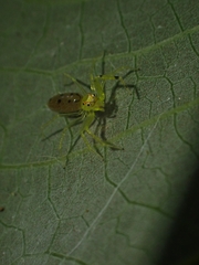 Astilodes