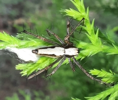 Oxyopes shweta