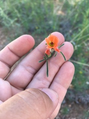 Sphaeralcea digitata