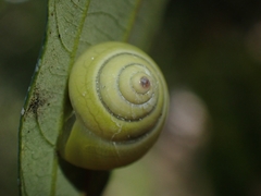 Posorites conscendens