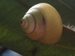 Posorites conscendens