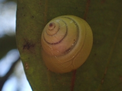 Posorites conscendens