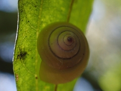 Posorites conscendens