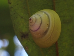 Posorites conscendens