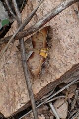 Plecopterodes moderata