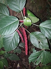 Acalypha hispida