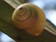 Posorites conscendens