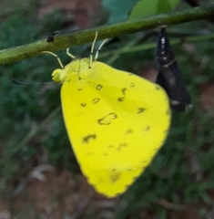 Eurema blanda