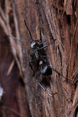Polyrhachis daemeli