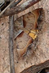 Plecopterodes moderata