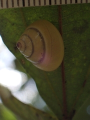 Posorites conscendens