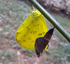 Eurema blanda