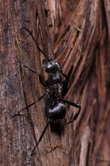 Polyrhachis daemeli