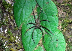 Heteropoda boiei