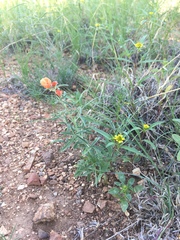 Sphaeralcea digitata