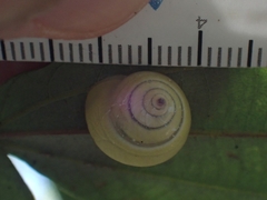 Posorites conscendens