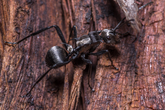 Polyrhachis daemeli