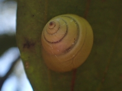 Posorites conscendens