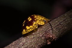 Paropsis maculata