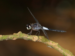 Orchithemis pruinans