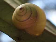 Posorites conscendens