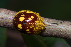 Paropsis maculata