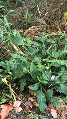 Knautia dipsacifolia