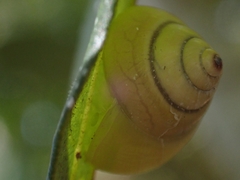 Posorites conscendens