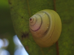 Posorites conscendens