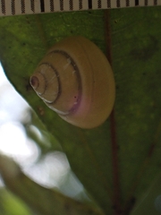 Posorites conscendens