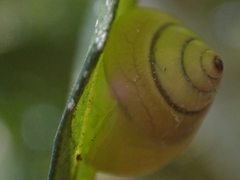 Posorites conscendens