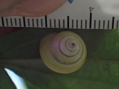 Posorites conscendens