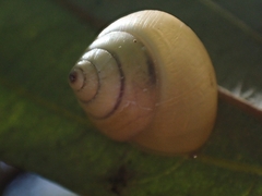 Posorites conscendens