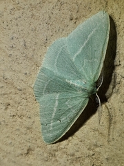 Chlorocoma stereota